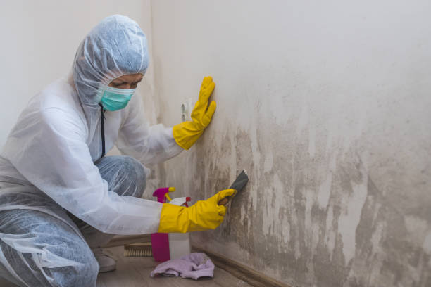 Best Mold Documentation for Insurance Claims  in North Liberty, IA