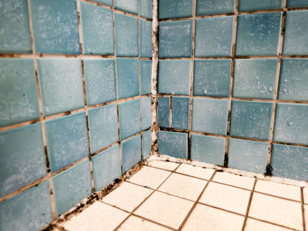 Best Air Quality Testing for Mold Spores  in North Liberty, IA