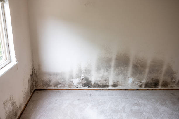 Best Water Damage & Mold Remediation  in North Liberty, IA